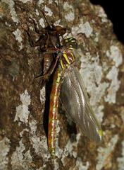 Notoaeschna sagittata