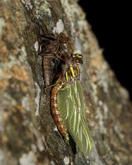 Notoaeschna sagittata