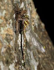 Notoaeschna sagittata