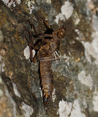 Notoaeschna sagittata