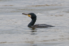 Phalacrocorax carbo
