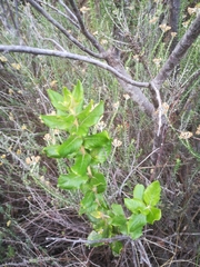 Olea capensis