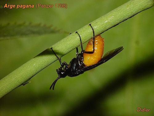 Large Rose Sawfly, photo 1 of 10