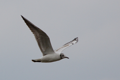 Chroicocephalus ridibundus