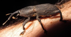 Homalinotus validus