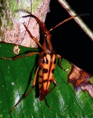 Strangalia bivittata