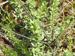 Haplophyllum linifolium