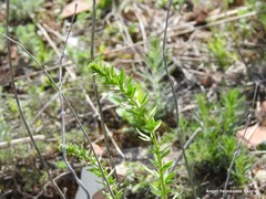 Haplophyllum linifolium
