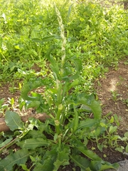 Rumex