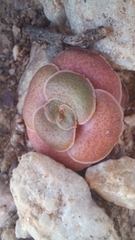 Crassula hemisphaerica