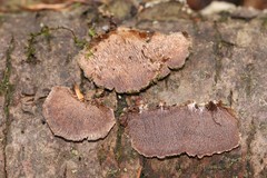 Trichaptum fuscoviolaceum