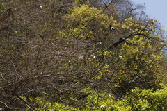 Pseudobombax palmeri