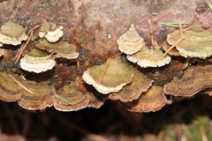 Trichaptum fuscoviolaceum