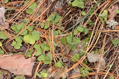 Oxalis acetosella