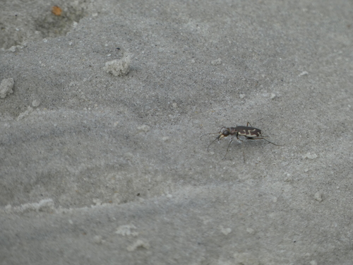 Hairy-necked Tiger Beetle photo 5