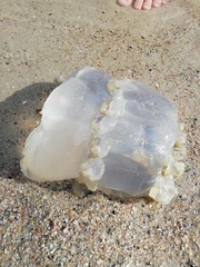 Rhizostomatoidea