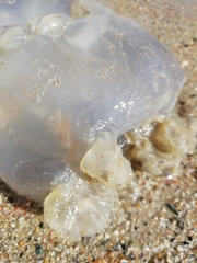 Rhizostomatoidea