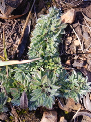 Leobordea divaricata