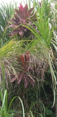 Cordyline fruticosa
