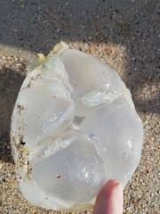 Rhizostomatoidea