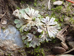 Riccia bifurca
