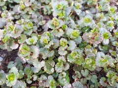 Glechoma hederacea