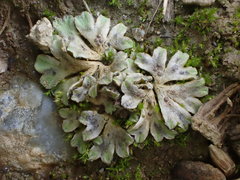Riccia bifurca