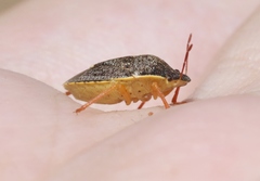 Holcostethus abbreviatus