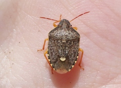 Holcostethus abbreviatus