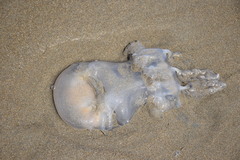 Rhizostoma pulmo