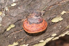 Fomitopsis pinicola