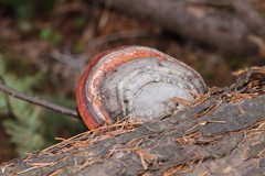 Fomitopsis pinicola