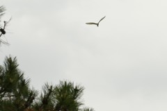 Ardea alba