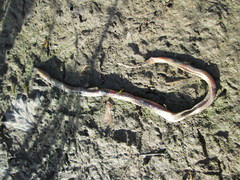 Carphophis amoenus amoenus