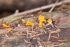 Dacrymyces chrysospermus