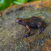 Grey-brown Pug-snouted Frog - Photo (c) Alex Krohn, some rights reserved (CC BY-NC-SA), uploaded by Alex Krohn