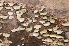 Trichaptum fuscoviolaceum