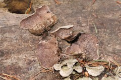 Trichaptum fuscoviolaceum