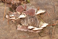 Trichaptum fuscoviolaceum