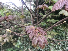 Acer pseudoplatanus