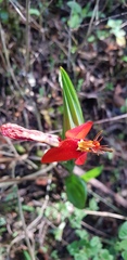 Tigridia orthantha