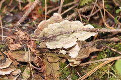 Trichaptum fuscoviolaceum