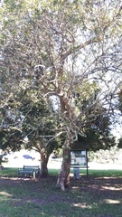 Combretum erythrophyllum