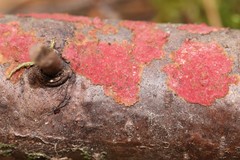 Hymenochaete cruenta