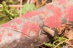 Hymenochaete cruenta