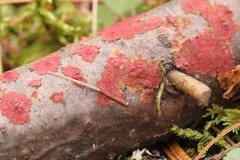 Hymenochaete cruenta