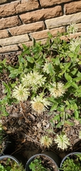 Monarda luteola