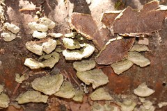 Trichaptum fuscoviolaceum