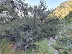 Cliffortia tridentata