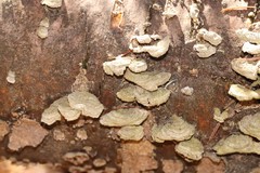 Trichaptum fuscoviolaceum